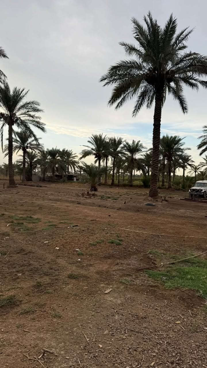 دونم ونص بستان طابو ملك صرف تحويل مباشر ب اسم المشتري
ماء وكهرباء وكافة الخدمات وجه البستان عالشارع الموقع الراشدية المراسمة
0771252236
