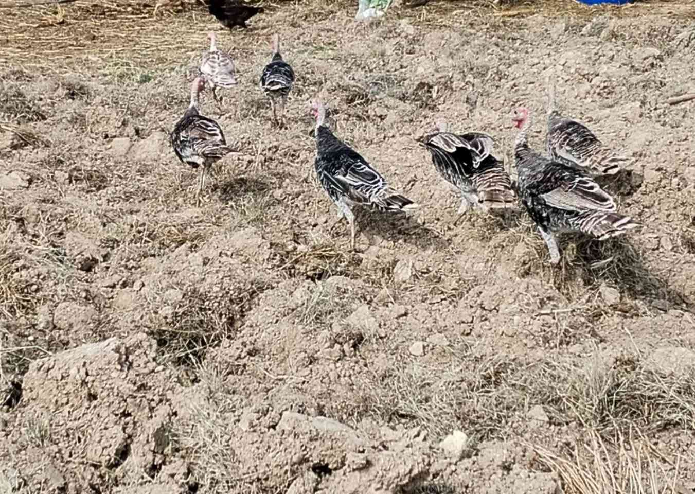 عمر سنة • هرفي • مثل بالصورة