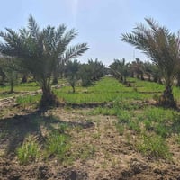 نص دونم • ٣٨×٣٣ • مزروع نخل