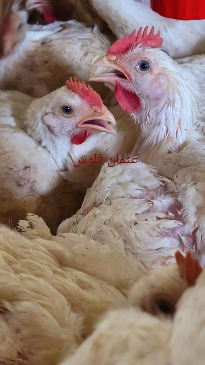 دجاج حي • طازج يومياً • وادي حجر