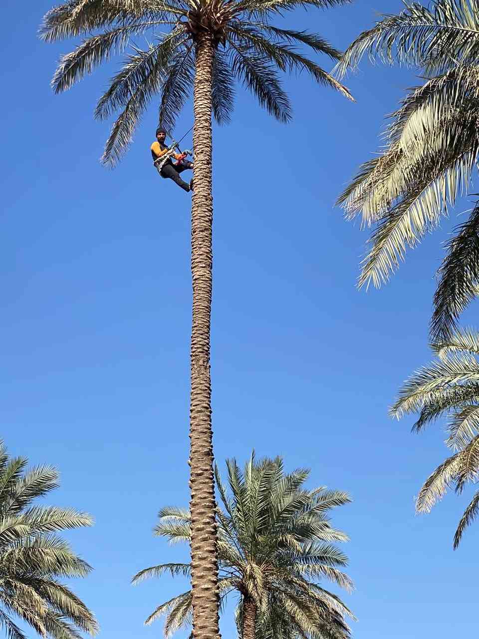 كاصوص نخل متوفر للحجز التواصل ع الرقم***********🌴🌴🌹
