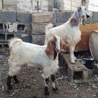 زوج فحل • ذبح