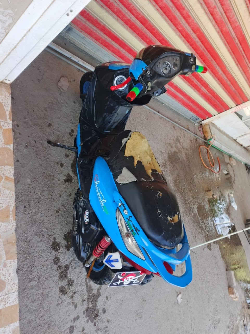 ثعلب بلاديه • شغاله • سلف