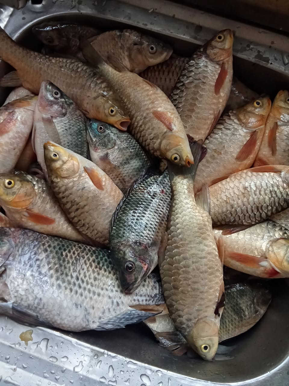 سمج شط • ربع كيلو • توصيل