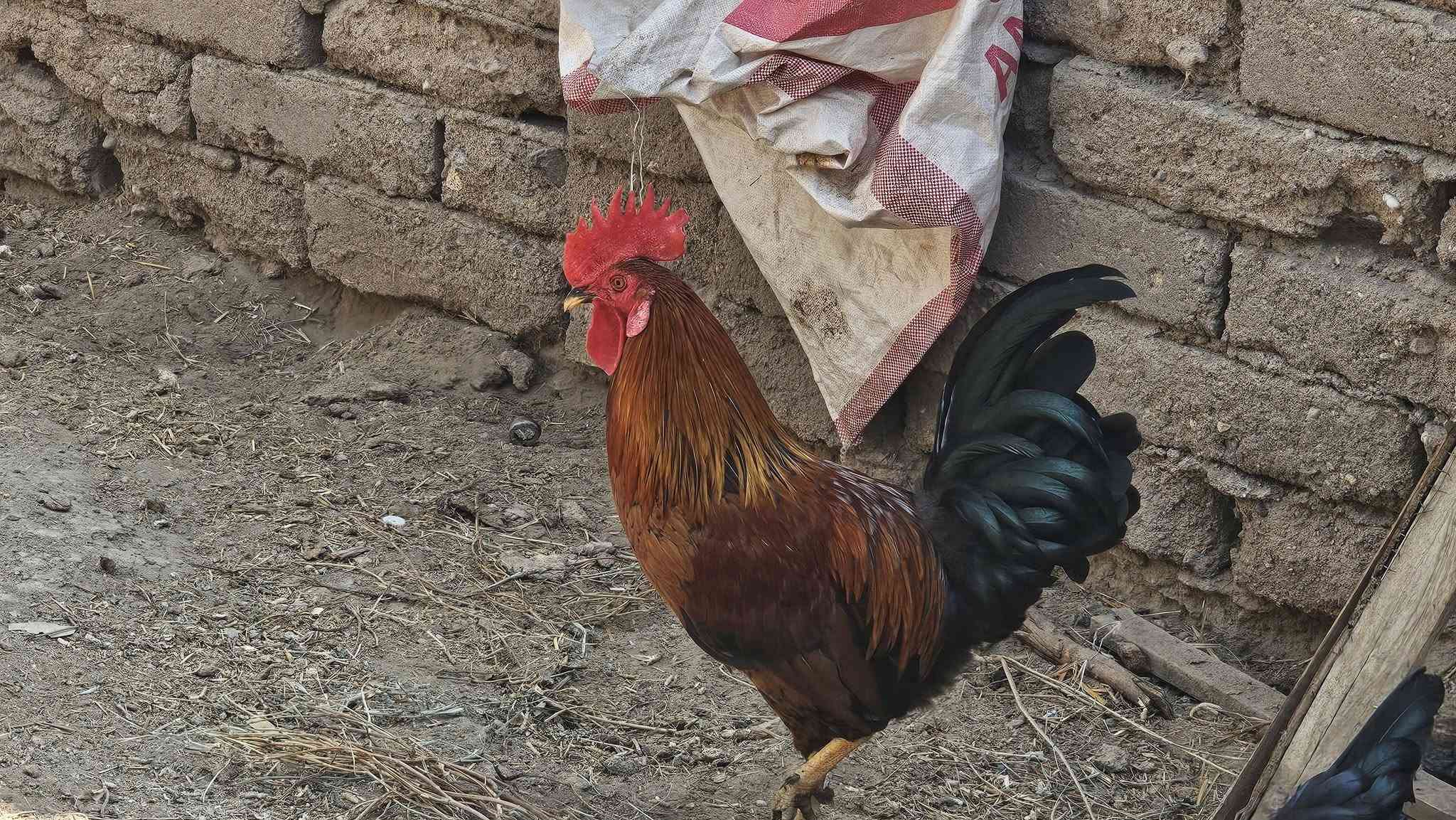 ديج شمسي • ٨ اشهر • البصره القرنه