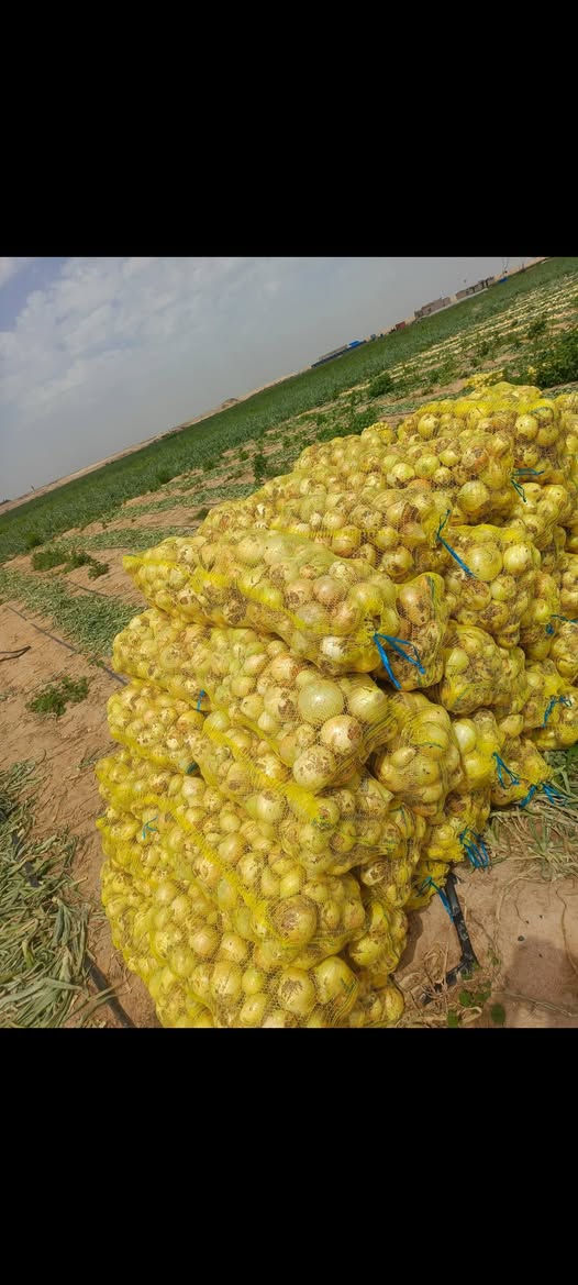 ع بركه الله وصول بصل اكسبر يمتاز بل خشونه والتبكير الئ مكتبنا العنوان النجف الاشرف خان النص طريق الحولي....... سيد علي الحيدري *********** وبأسعار مناسبه
