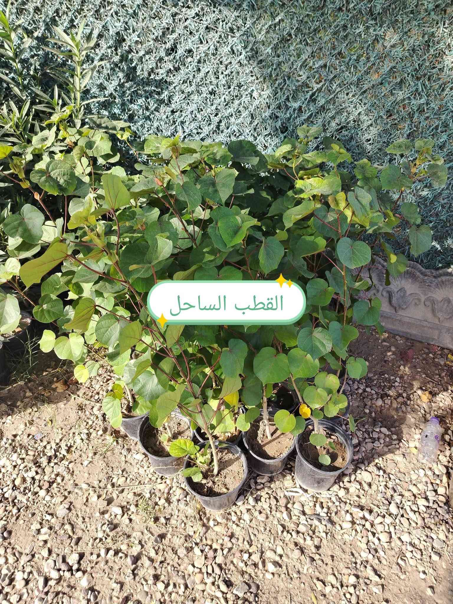 مشتل سيد هشام • نباتات زينة • قرب نزلة جحيشات