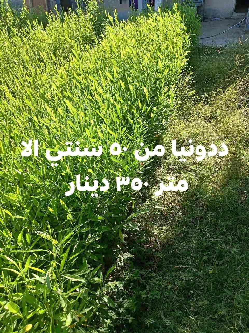 *********** *********** تواصل

نص مكتوب في الصور:
- ددونيا من 25 سانتي الى 40 سنتي
- سعر ربع
- ددونيا من ٤٠ سانتي ال ٥٠ سنتي ٣٠٠
- ددونيا من ٥٠ سنتي الا متر ٣٥٠ دينار