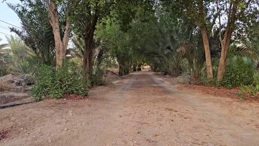 ٦ دونم • ٣١٥ نخلة • سقي تقطير
