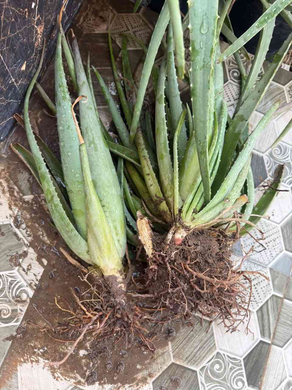 صبار • نباتات زينة • رمادي التاميم