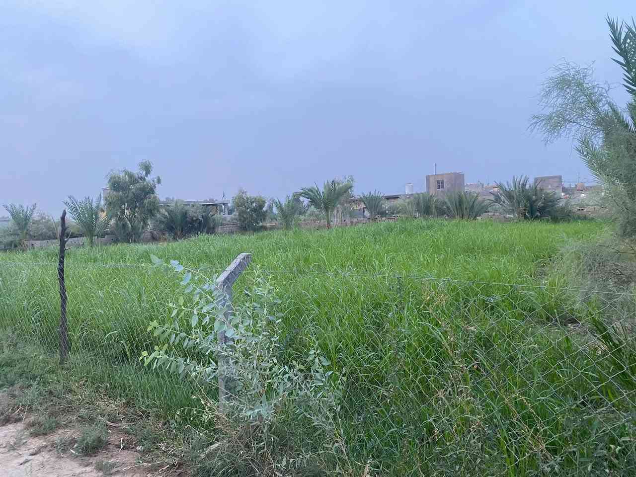 ١٢٥٠م • ركن ثلاث شوارع • نخل حامل