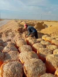 تبن • كيس ٦٠ • توصيل محافظات