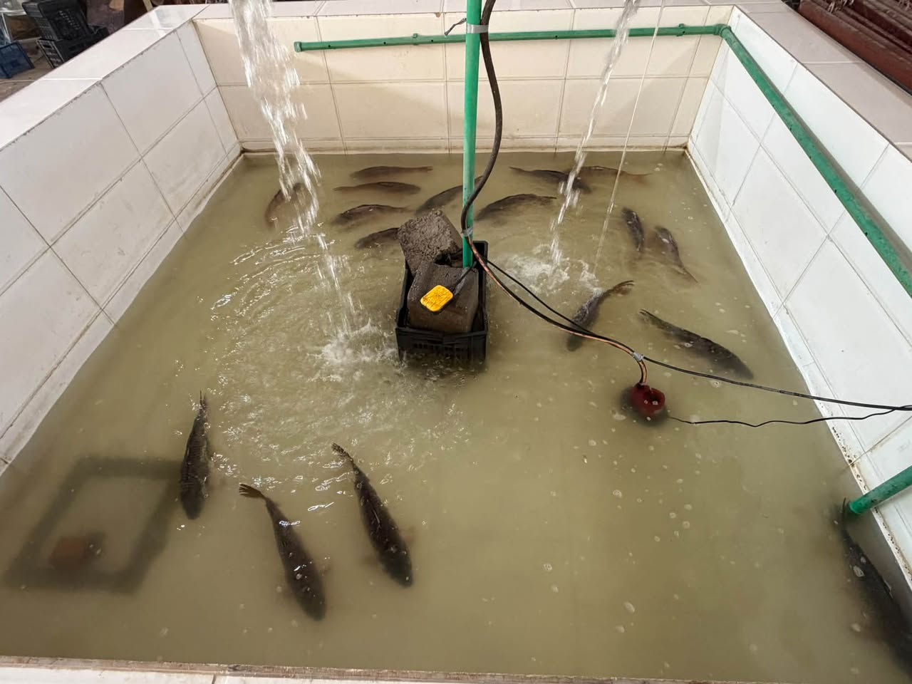 اسماك ومسكوف بركات الحسين
سمك 🐟 مسكوف سعر الكيلو ٧٠٠٠
🐟 مسكوف مع تمن والمقبلات سعر الكيلو ٨٠٠٠
سمك  🐟 حي سعر الكيلو ٦٠٠٠
سمك 🐟 منضف ومقطع للقلي سعر الكيلو ٦٠٠٠

يتوفر خدمه التوصيل الى جميع احياء الصويره  

يفضل الحجز للسمك المسكوف قبل ساعة 

ارقام الحجز والتوصيل :—‭***********‬

نص مكتوب في الصور:
- سمك وتمن أحمر والمقبلات الطعم الأصلي بنكهة مميزة مقبلات شهية | تمن أحمر | سمك طازج