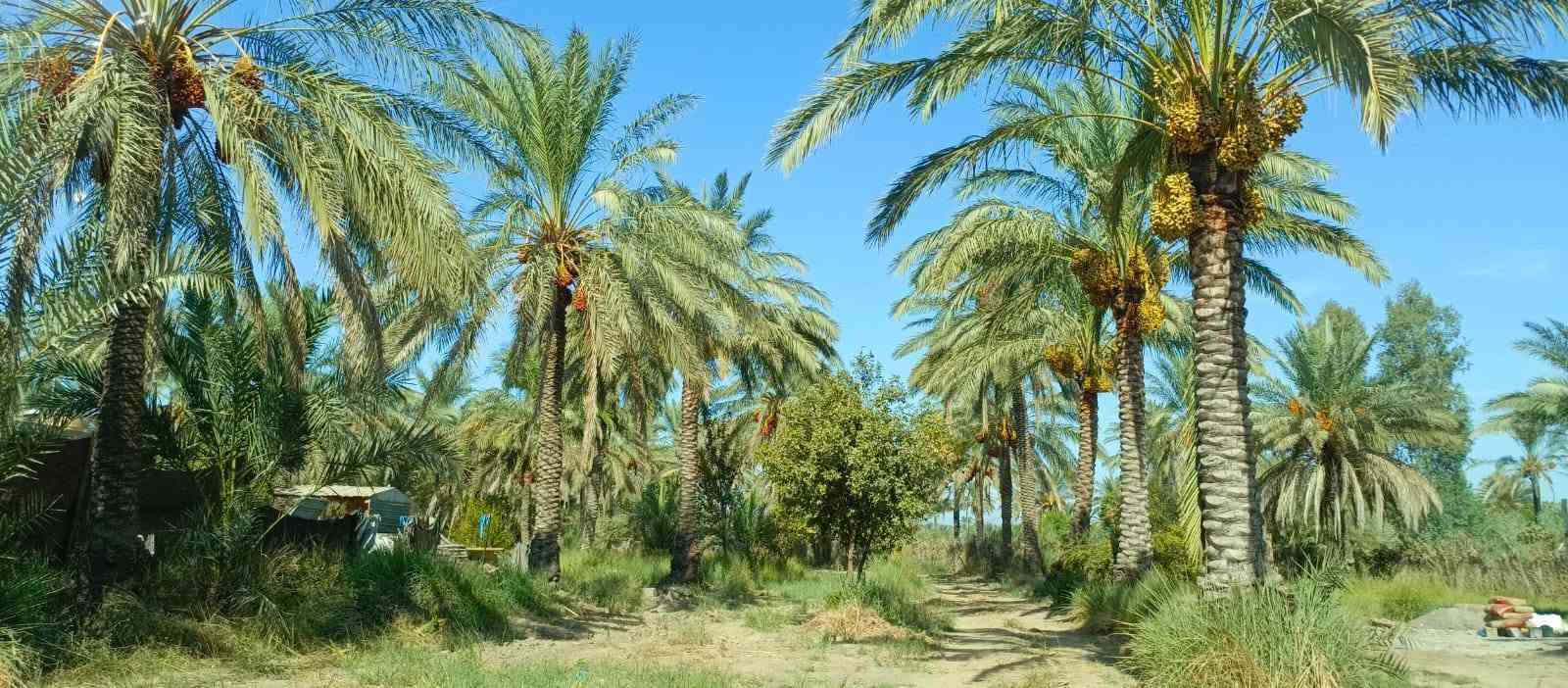 بستان1100 متر للبيع طابو زراعي سند 25 تحويل مباشر بسم المشتري السعر 100 مليون وقابله للتفاوض العنوان بغداد ناحية الراشدية قرب البحيرة تتوفر جميع الخدمات للاستفسار الاتصال على الرقم *********** مكتب العبيدي للعقار
