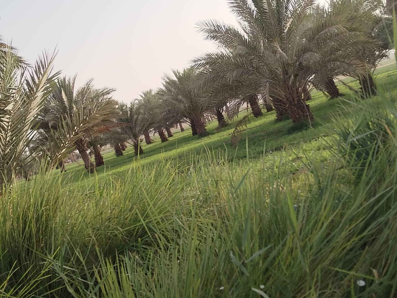 السلام عليكم
ارض للبيع ٥ دونم بسعر مناسب
قريبه علئ ذراع دجله
للاتصال والاستفسار ***********
