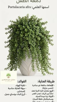 دمعة الطفل • سهل العناية • زيونة بغداد
