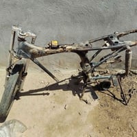 شاصي • بدون وراق • ميمونه
