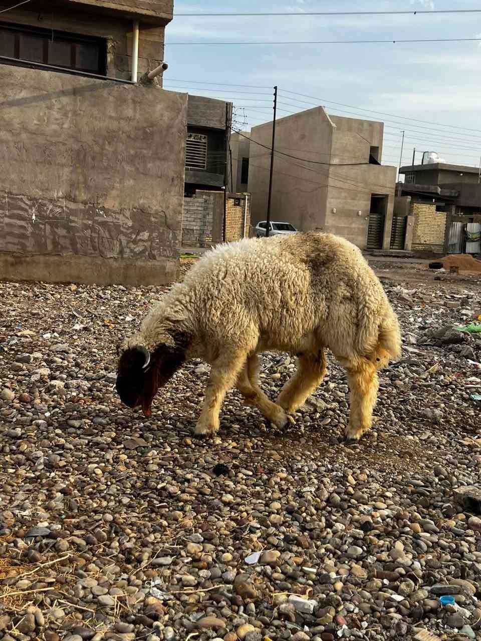 كريشيات • زوج • تاجي