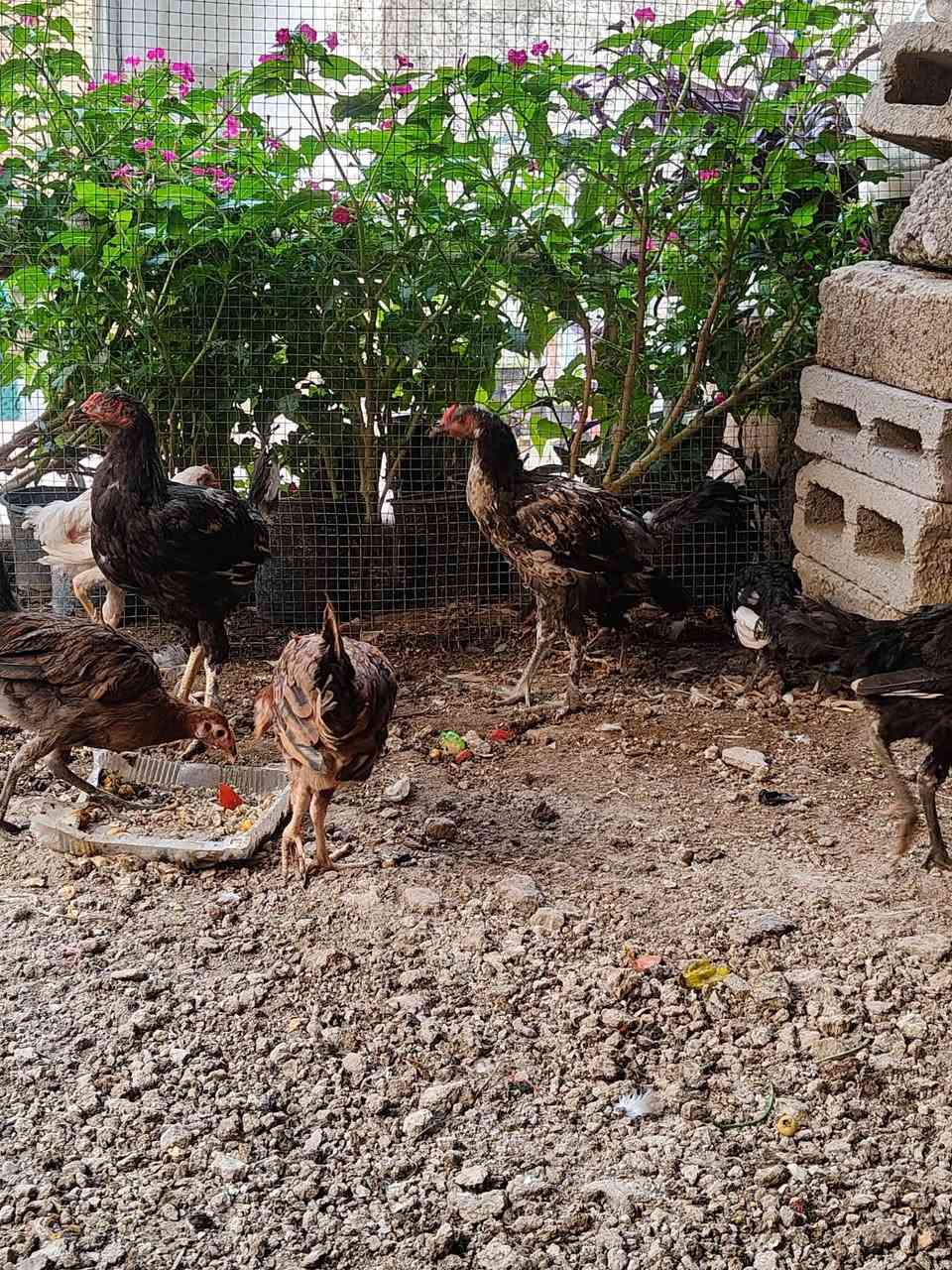 فراريج • دجاج