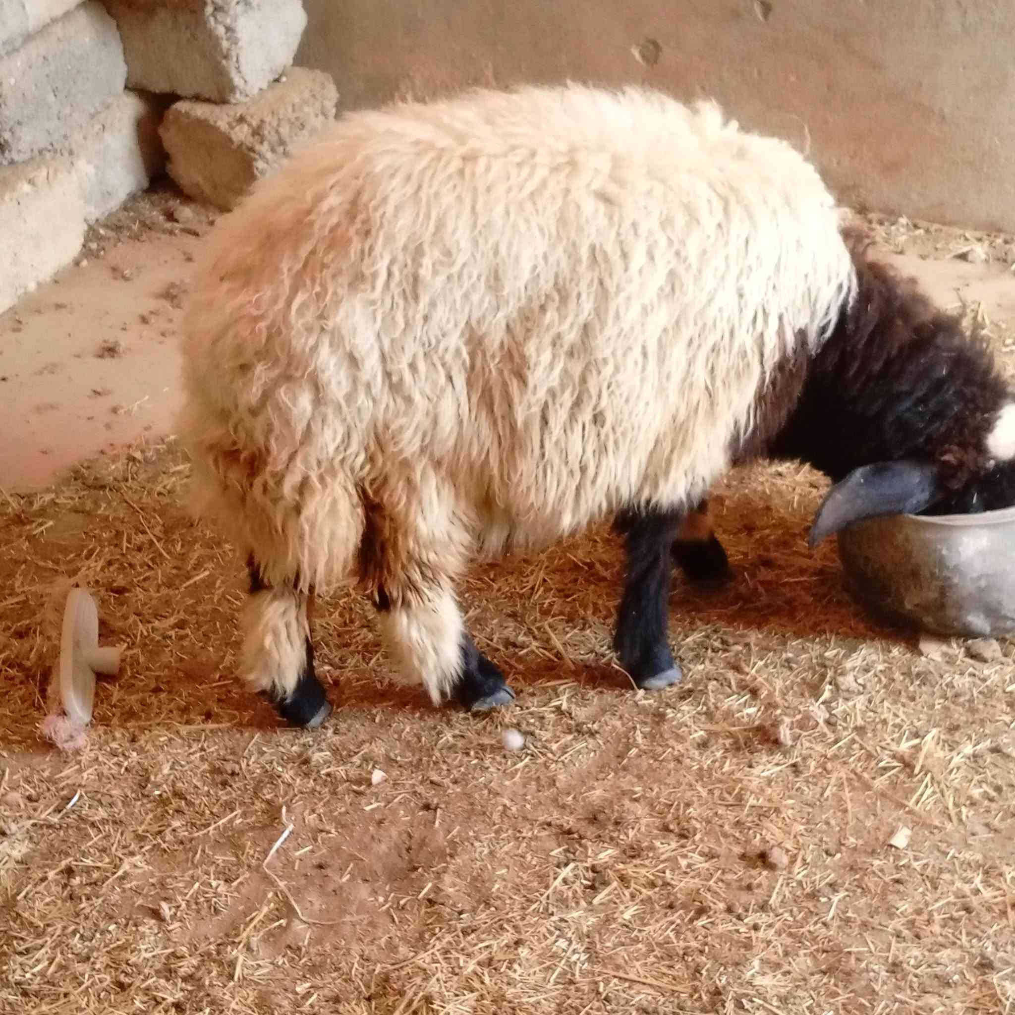 فطايم • خشنات • ربط وذبح