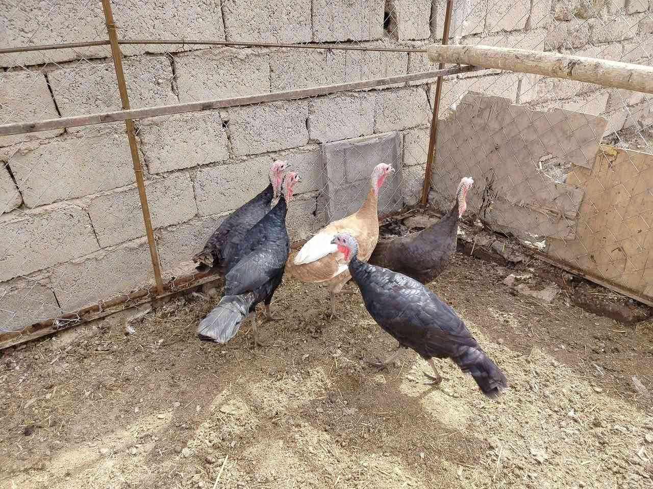 السلام عليكم
يوجد شيش للبيع نضيفات وملقحات مثل ما موضحات بالصوره الاستفسار على الرقم ***********
