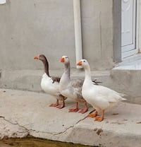 قازات • عدكيات مالة العام • قرية بلاوات