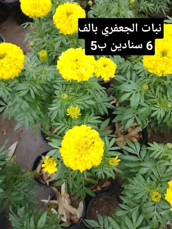 جوري عراقي • ياس عراقي • توصيل بغداد