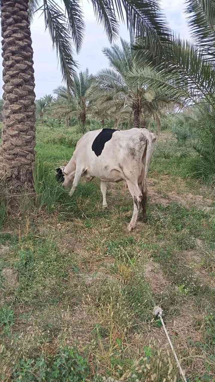 تحلب • أول بطن • كربلاء عامود ٣٣٧