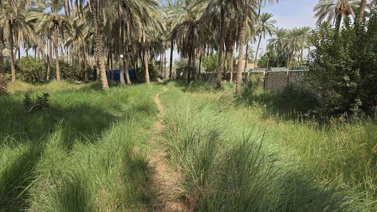 الكوفة شارع ال عيسى • ٢٠٢٥م • طابو زراعي سند ٢٥