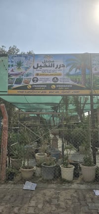 نخيل نسيجي • مشتل درر • الناصرية