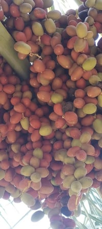 متوفر • فسائل بربن • دبة غار