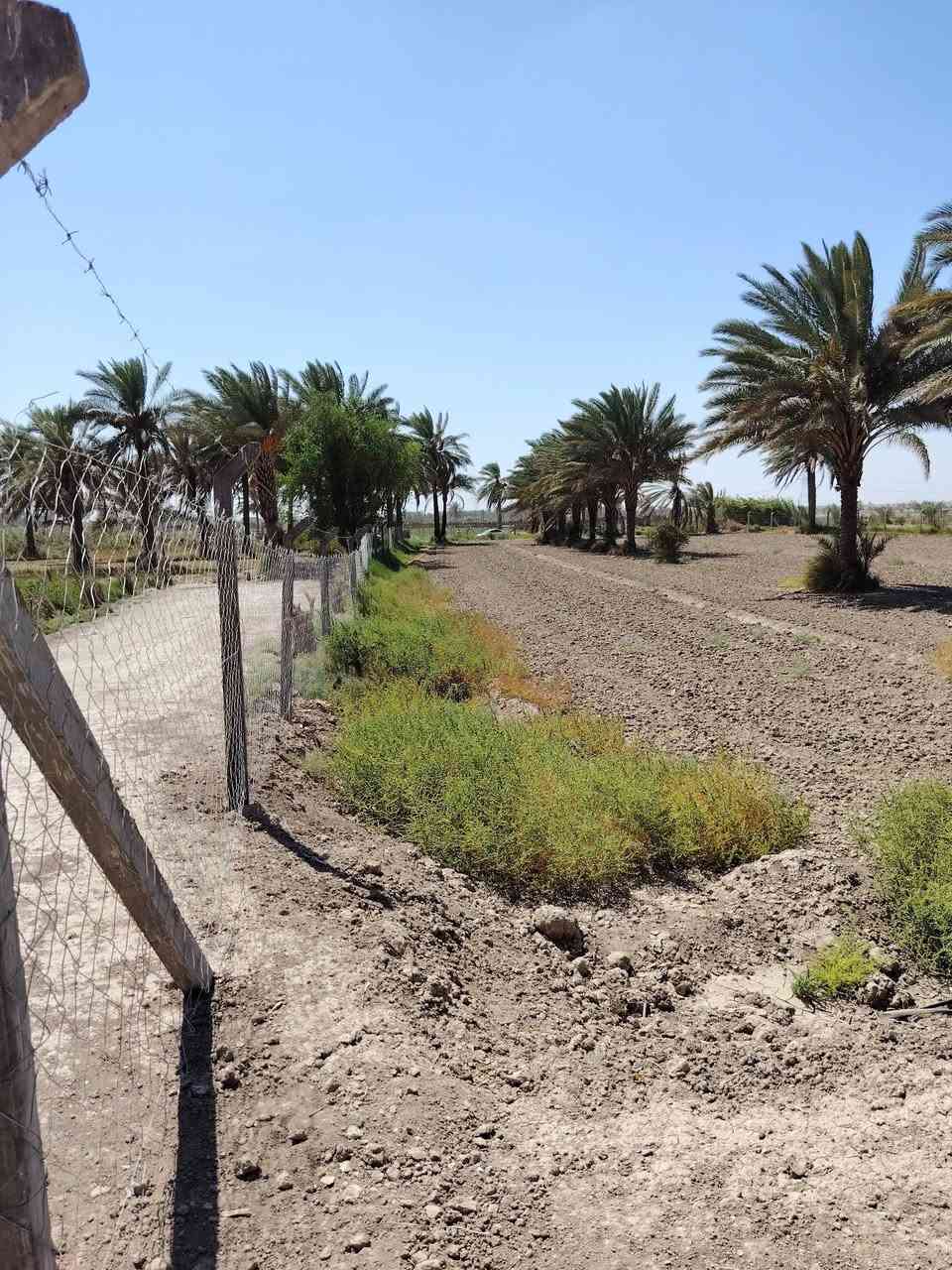 بستان عنوان طريق حله نجف خلف جامعه بابل مساحه 3دوانم وربع مساحه 8750متر طابو زراعي سند 25 بسمي تحويل سند بأسم المشتري ويبعد البستان عن طريق حله نجف 2ونص كيلو نهر سقي خلف البستان وماي اساله متوفر 24ساعه وبير ارتوازي سعر الكلي 190مليون
*********** وتساب 
*********** اتصال    مرخصة الادمن

نص مكتوب في الصور:
- نبتة