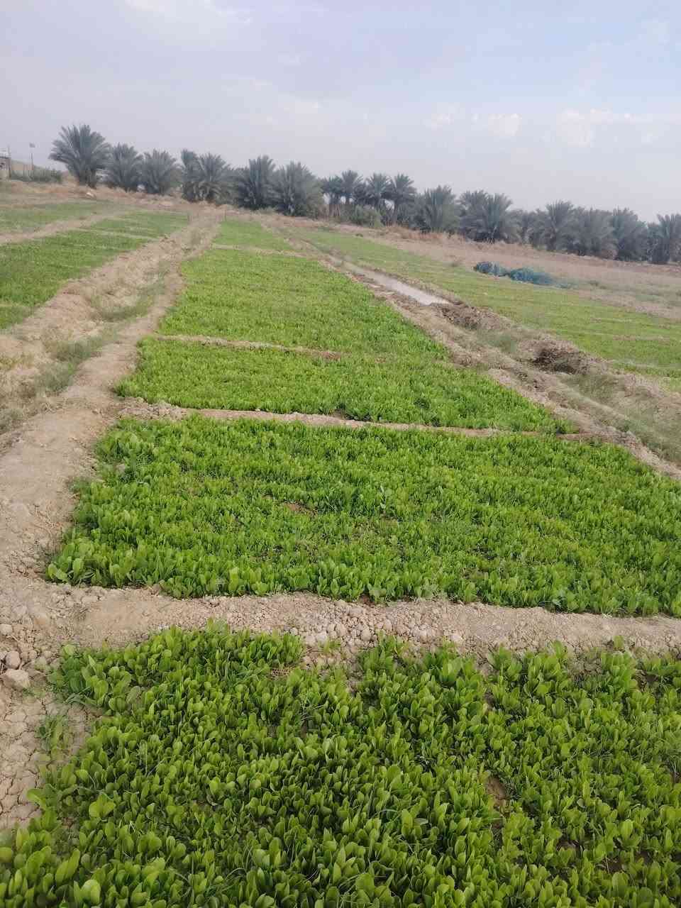 خش سويدي • درجة اولى • ديوانية ناحية نفر