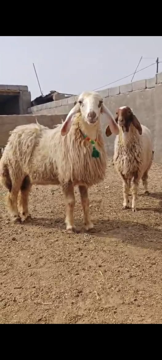 كريشيات • العدد ٢ • توصيل