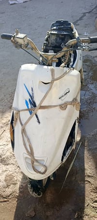 فراشة • فحل • عطله