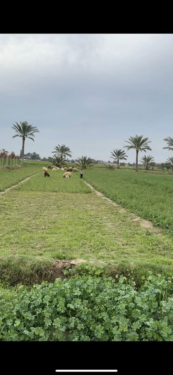 دونم للبيع  سند ٢٥ _ ابو غريب- حميد شعبان 
 خدماته : ماء كهرباء تبليط
الواجهة: 33.4 متر 
النزال: ٧٥ متر 
*********** 
*********** بي واتساب
