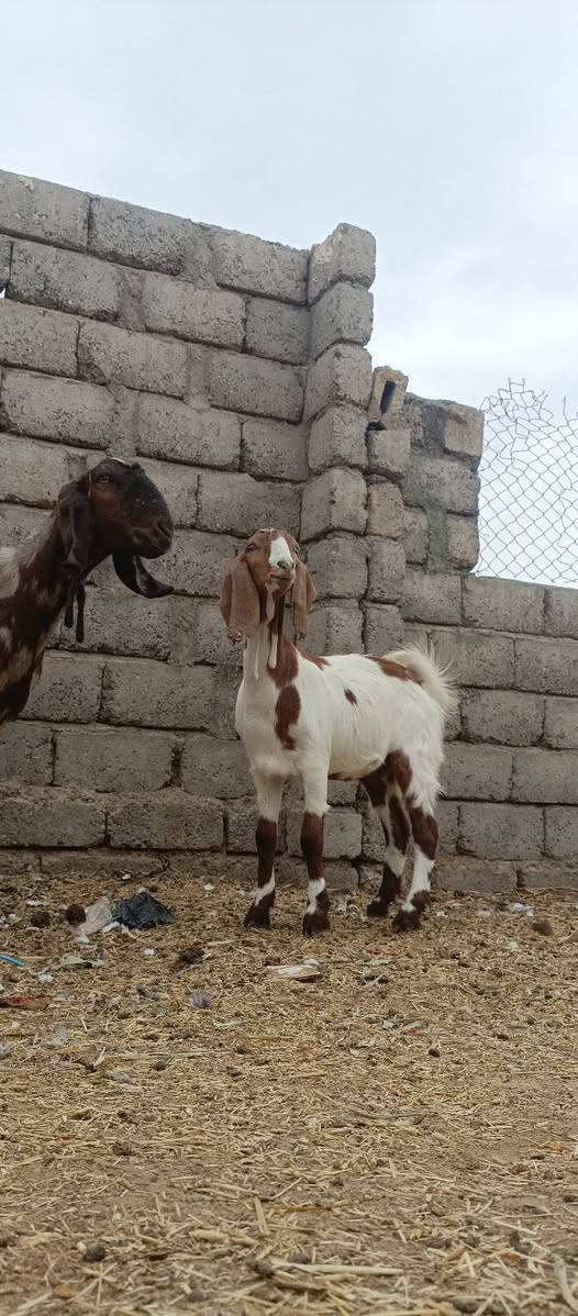 عنز رقوث • ٤ سنين • مكفولة