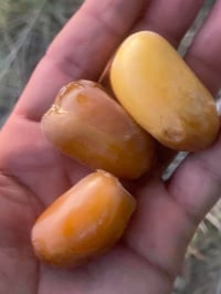 بستان نخيل • ٢ دونم • ماء سقي