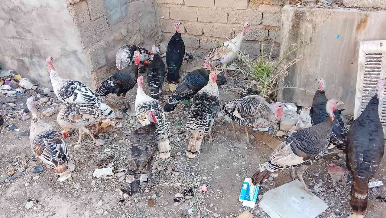 ١٤امايه • بنات السنة • تكريت القادسيه