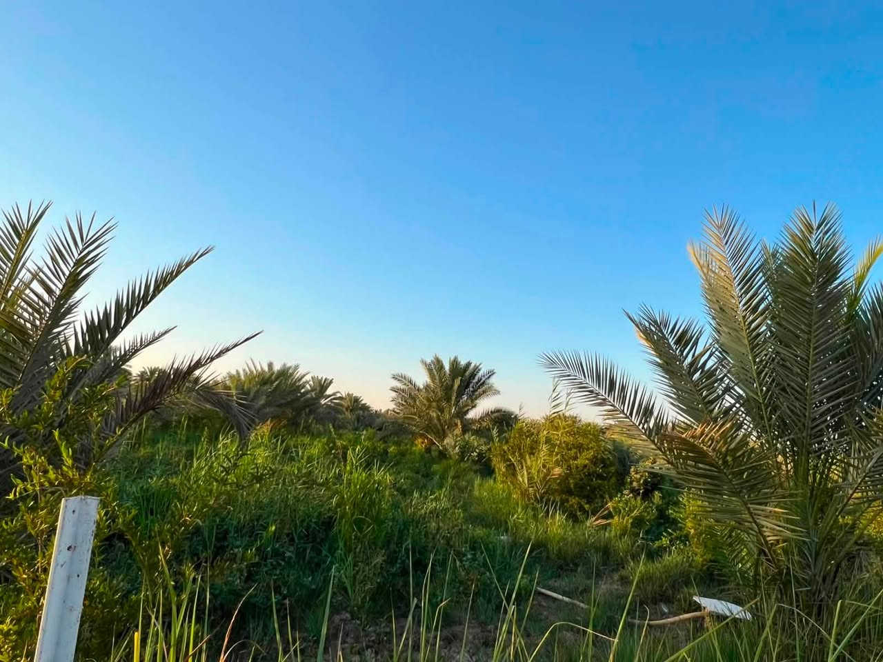 ✅بستان للبيع المساحه 6 دوانم و600 متر تحتوي على اربع منازل 🏠
✅طابو زراعي ٢٥ تحويل مباشر باسم المشتري 

✅تحتوي على اشجار مثمره حوالي 600 شجره ونخيل بانواعه

وكذلك تتوفر ماء وكهرباء واجهته 40 متر 

الموقع طريق كربلاء نجف منطقة شط الله وكذلك مدخل ثاني طوريج الجدول الغربي 

سعر الدونم 120 مليون وقابل للتفاوض للاستفسار/*********** /***********
