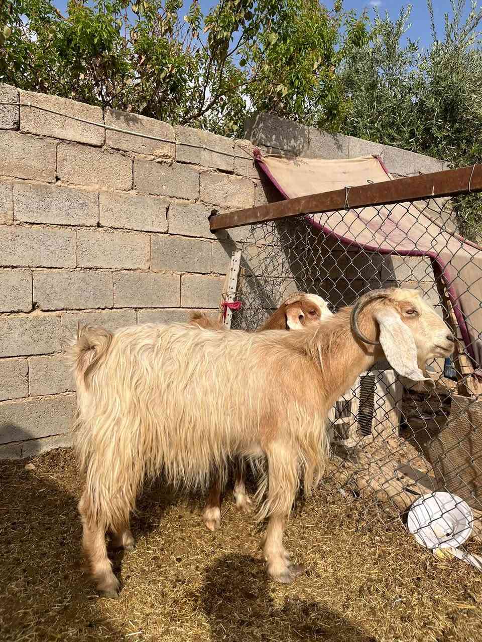 زوج معز • فتايه • حديثه بني داهر