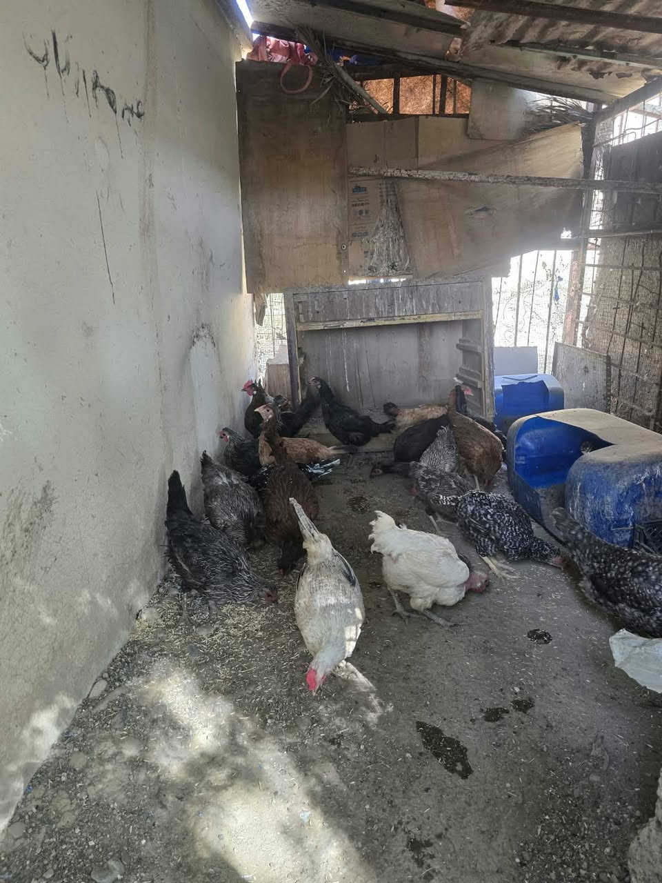 دجاج • عرب أصلي • ٢٠ دجاجه