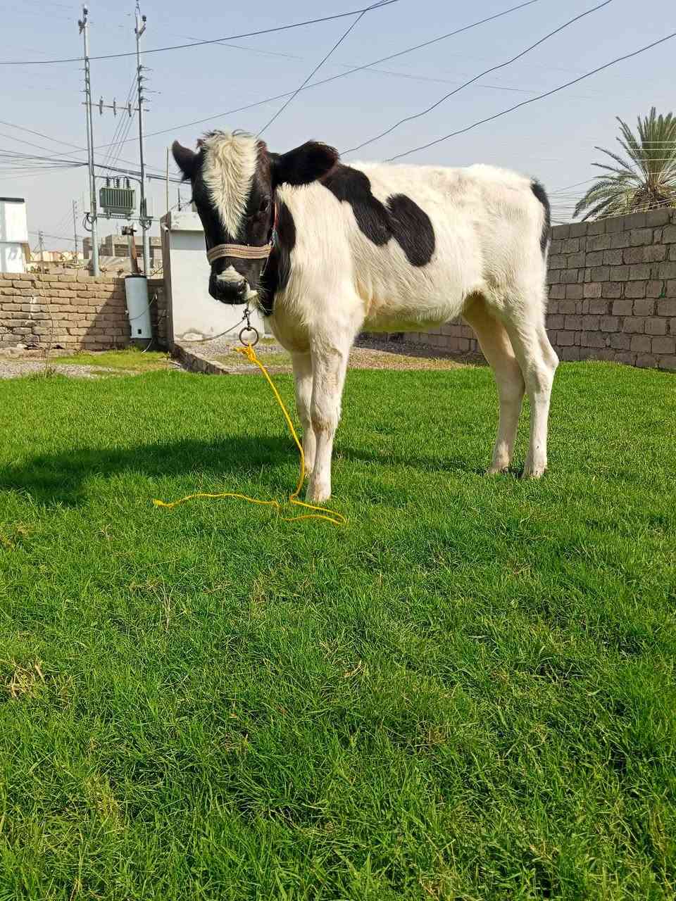 جوز حوليات • جنس اصليات • شرقاط قريه شكرا