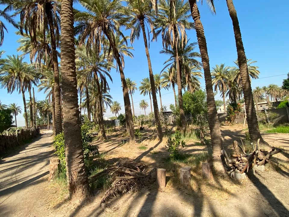 🌴 للبيع – دونم زراعي مميز جداً | سند 25 🌴
🔥 فرصة استثمارية وسكنية مميزة بموقع ممتاز!

📍 الموقع: بغداد - المحمودية - ناحية الرشيد منطقة صخريجة مساحة الأرض (1 دونم، الواجهة: 26م النزال: 92م)، أول قطعة على الشارع الرئيسي، وتبعد دقائق عن الخط السريع – دورة اليوسفية.

🏡 مميزات الأرض:
✅ تحتوي على دار بمساحة 250 م²
🌴 تحتوي على أشجار نخيل وحمضيات
🛣️ أول قطعة مواجهة للشارع الرئيسي المعبد.
💧 متوفر للأرض ماء إسالة
🌱 الارض تقع مباشرة على للأروائي المبطن المستخدم للسقي
⚡ متوفر للأرض خط مولدة سحب
🏫 وجودها في موقع ممتاز قريبة ومجاورة لـ مدارس ابتدائية وثانويات للبنين والبنات والأسواق والمحال التجارية 
⭐ مناسبة للسكن، الاستراحة أو الاستثمار.

مكلف بالنشر 
وللاستفسار عن  السعر  أو أي تفاصيل أخرى بالإمكان التواصل مباشرة مع صاحب الأرض:

***********

***********
