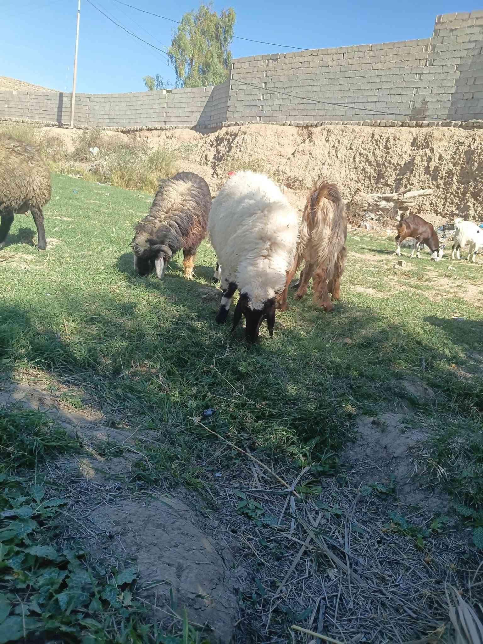 للبيع • تكريت فلكه العلم