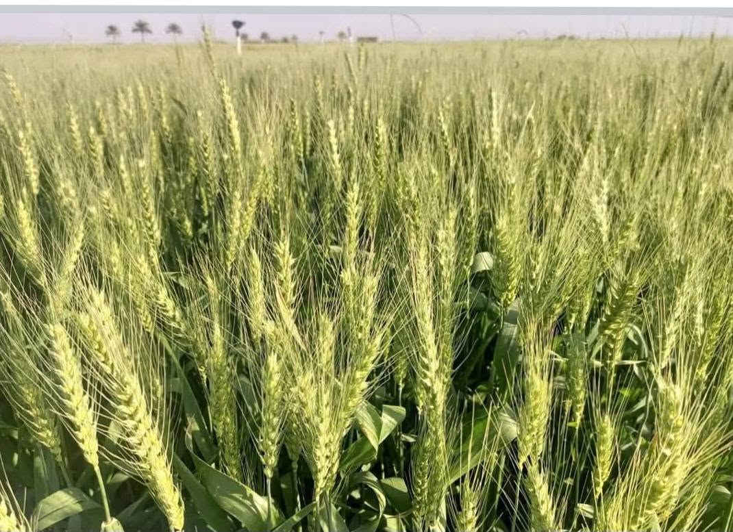 السلام عليكم
حنطه نزار بنت المغلف 
اسبانيه مشروطه 
اجوت اصناف الحنطه
انتاجيه عاليه 
العنوان  بابل الحمزه الغربي 
قرب معمل السكر 
الخط الدولي السريع 
استفسار ***********
