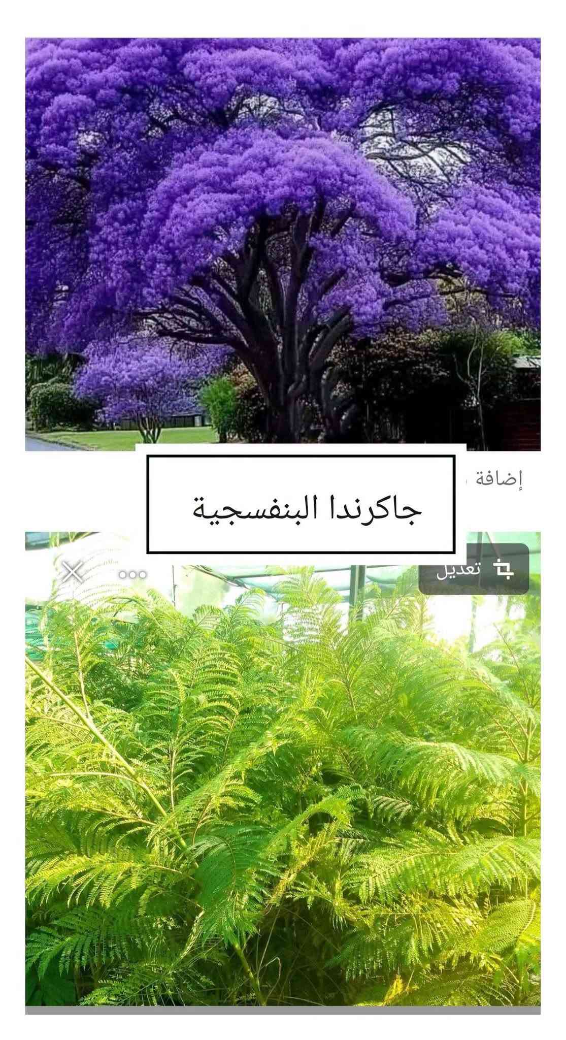 مشتل الرضوانية • بيع جملة • شتول ونباتات