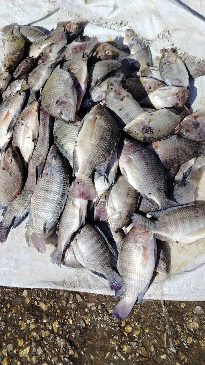 خشن صيد • ٣كيلووات • قرب كافتيريا ابو ايه