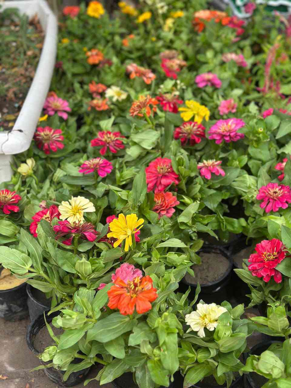 🌿 عرض مميز لمحبي الديكور الأخضر 🌿

مجموعة متنوعة من النباتات الضليه 🪴 بأشكال وألوان جميلة، مناسبة للبيت والمكتب والمحل 🌱✨
والاشجار الخارجيه بكافه الانواع متوفر داخل مشتل النورين 
🌱🪴🌴 #عنوانه_واسط_صويره_شارع_الغطاس_خلف_المجمع_السوري_القديم توصيل🌳🌵 متوفر داخل الصويره فقط 📍📍🚕🚗
كمية محدودة — سارعوا بالطلب 🌿🤍
***********
***********

نص مكتوب في الصور:
- Meta AI