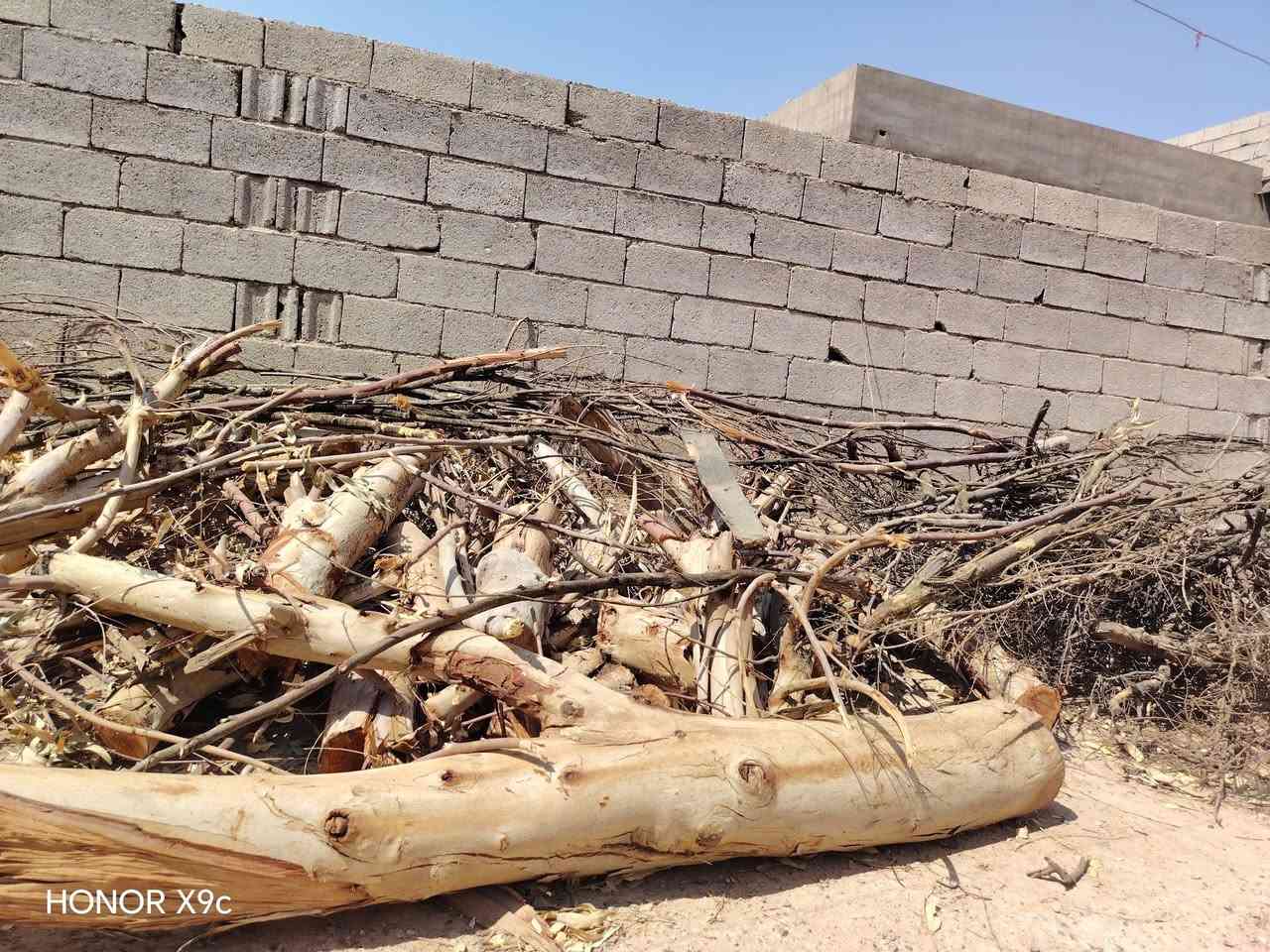 السلام عليكم
يوجد خشب مال قلم طوز وكذلك مال رمان بعض  كذلك يوجد سجرات كبار بعدهن ما محيوشات  تجي تحوشهن من العرج كما موضح للبيع الشراي يتصل *********** المكان ناحيه العباسي قرية العيون
